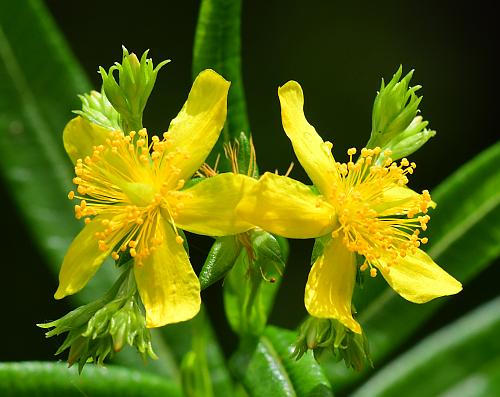 Hypericum_adpressum_corollas.jpg