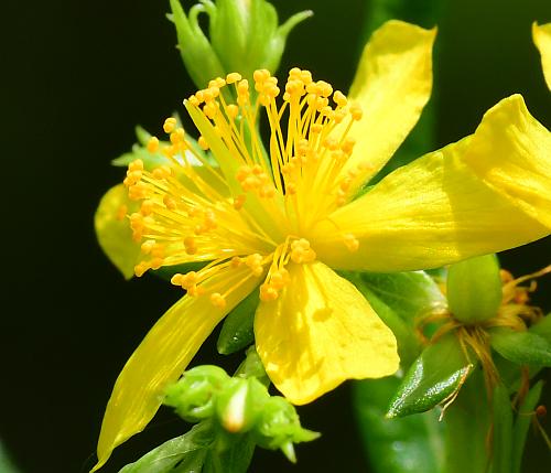 Hypericum_adpressum_flower.jpg