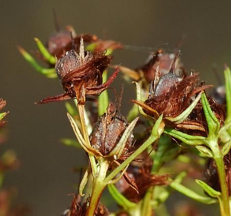 Hypericum_adpressum_fruit2.jpg