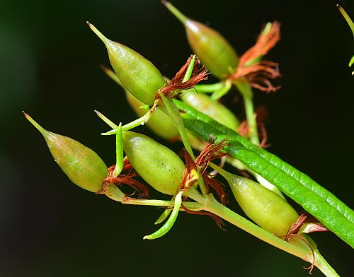 Hypericum_adpressum_fruits1.jpg