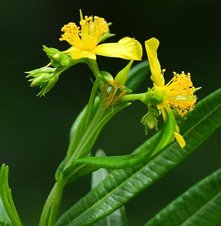 Hypericum_adpressum_inflorescence.jpg