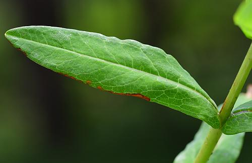 Hypericum_adpressum_leaf1.jpg