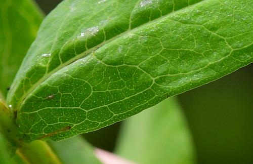 Hypericum_adpressum_leaf1a.jpg