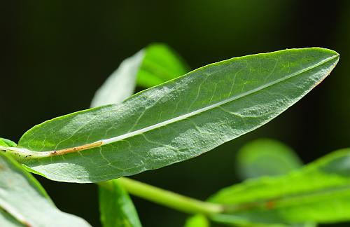 Hypericum_adpressum_leaf2.jpg