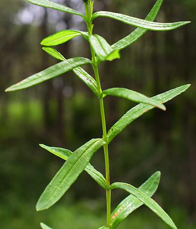 Hypericum_adpressum_leaves1.jpg