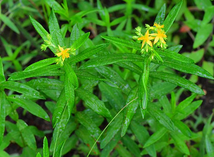 Hypericum_adpressum_plant.jpg