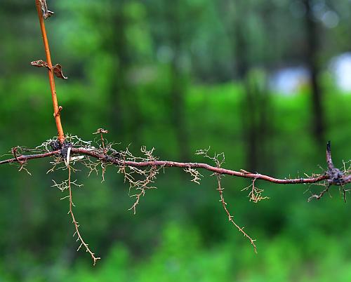 Hypericum_adpressum_rhizome.jpg