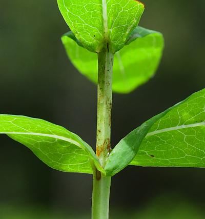 Hypericum_adpressum_stem.jpg