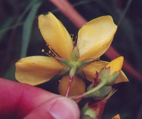 Hypericum_ascyron_ssp_pyramidatum_calyx.jpg