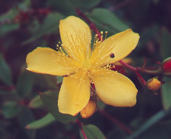 Hypericum_ascyron_ssp_pyramidatum_flower.jpg