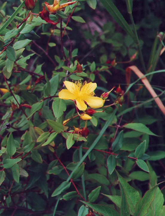 Hypericum_ascyron_ssp_pyramidatum_plant.jpg