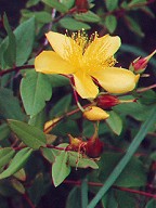 Hypericum ascyron ssp. pyramidatum thumbnail