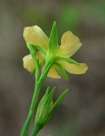 Hypericum_drummondii_calyx.jpg