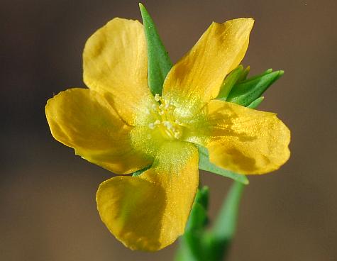 Hypericum_drummondii_corolla.jpg