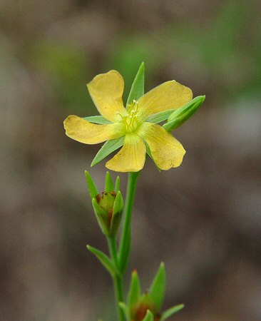 Hypericum_drummondii_flower.jpg