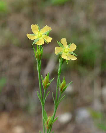 Hypericum_drummondii_inflorescence.jpg