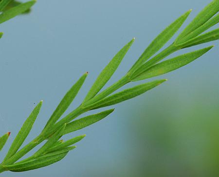 Hypericum_drummondii_leaves2.jpg