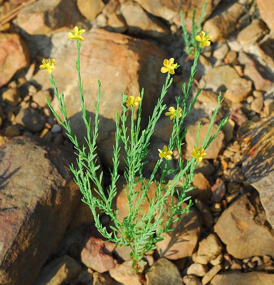 Hypericum_drummondii_plant.jpg