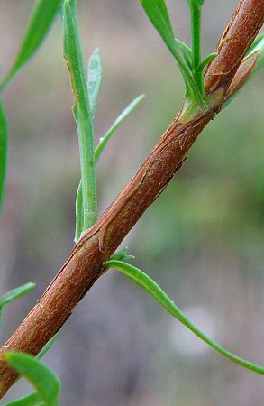 Hypericum_drummondii_stem.jpg