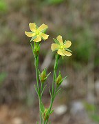 Hypericum drummondii thumbnail