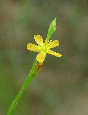 Hypericum_gentianoides_flower.jpg