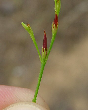 Hypericum_gentianoides_fruit.jpg