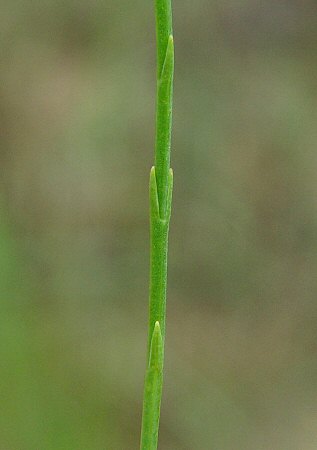 Hypericum_gentianoides_leaves.jpg