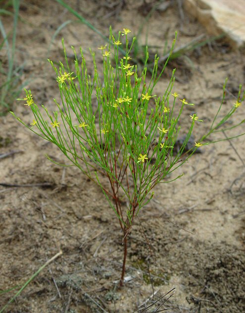 Hypericum_gentianoides_plant.jpg