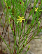 Hypericum gentianoides thumbnail