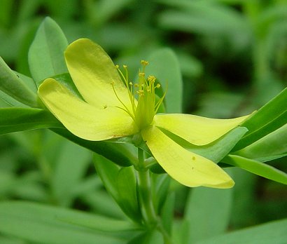 Hypericum_hypericoides_flower.jpg