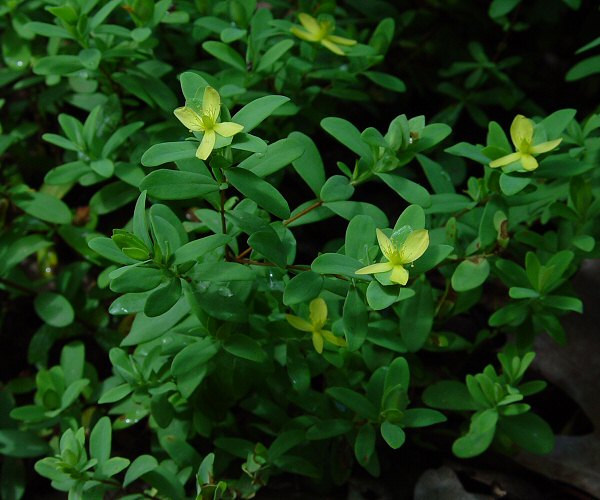 Hypericum_hypericoides_plant.jpg