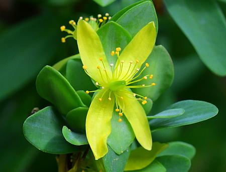 Hypericum_hypericoides_ssp_multicaule_flower1.jpg