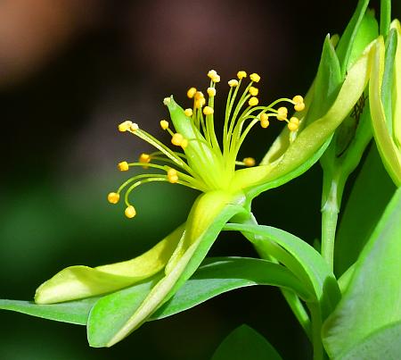 Hypericum_hypericoides_ssp_multicaule_flower2.jpg