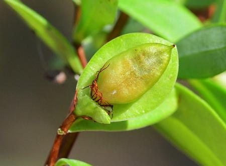 Hypericum_hypericoides_ssp_multicaule_fruit1.jpg