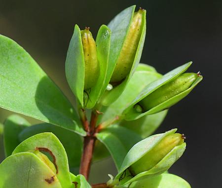 Hypericum_hypericoides_ssp_multicaule_fruits.jpg