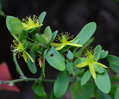 Hypericum_hypericoides_ssp_multicaule_inflorescence.jpg