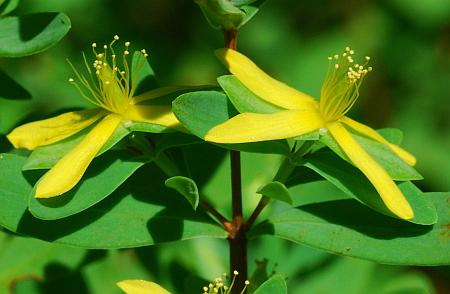 Hypericum_hypericoides_ssp_multicaule_inflorescence2.jpg