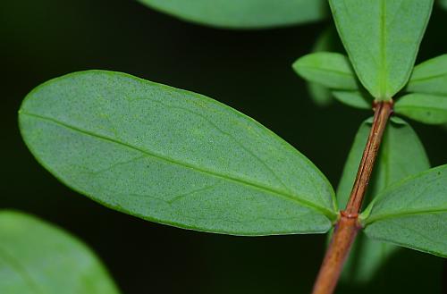 Hypericum_hypericoides_ssp_multicaule_leaf2.jpg