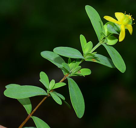 Hypericum_hypericoides_ssp_multicaule_leaves.jpg