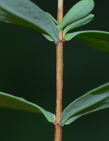 Hypericum_hypericoides_ssp_multicaule_stem.jpg