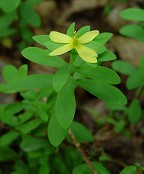 Hypericum hypericoides ssp. multicaule thumbnail