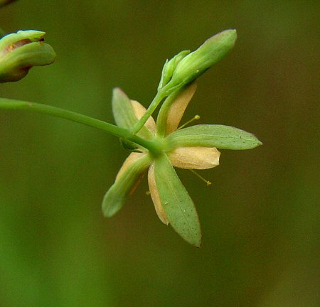 Hypericum_mutilum_calyx.jpg