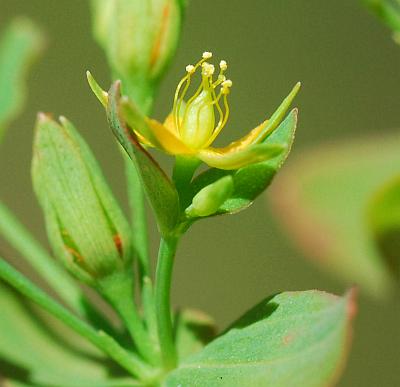 Hypericum_mutilum_flower.jpg