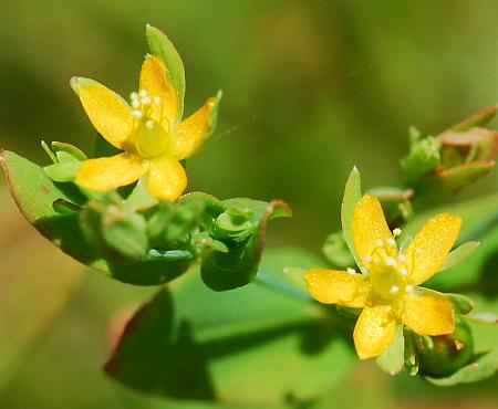 Hypericum_mutilum_flowers.jpg