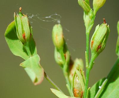 Hypericum_mutilum_fruits.jpg