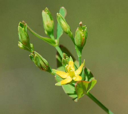 Hypericum_mutilum_inflorescence.jpg