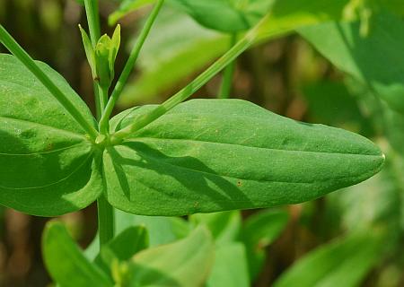 Hypericum_mutilum_leaf1.jpg