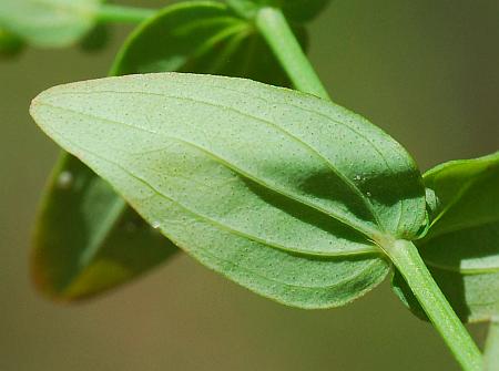 Hypericum_mutilum_leaf2.jpg