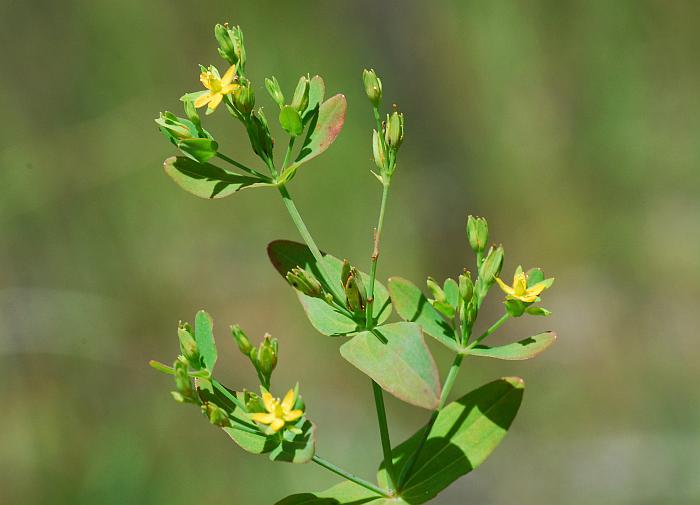 Hypericum_mutilum_plant.jpg