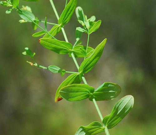 Hypericum_mutilum_stem.jpg